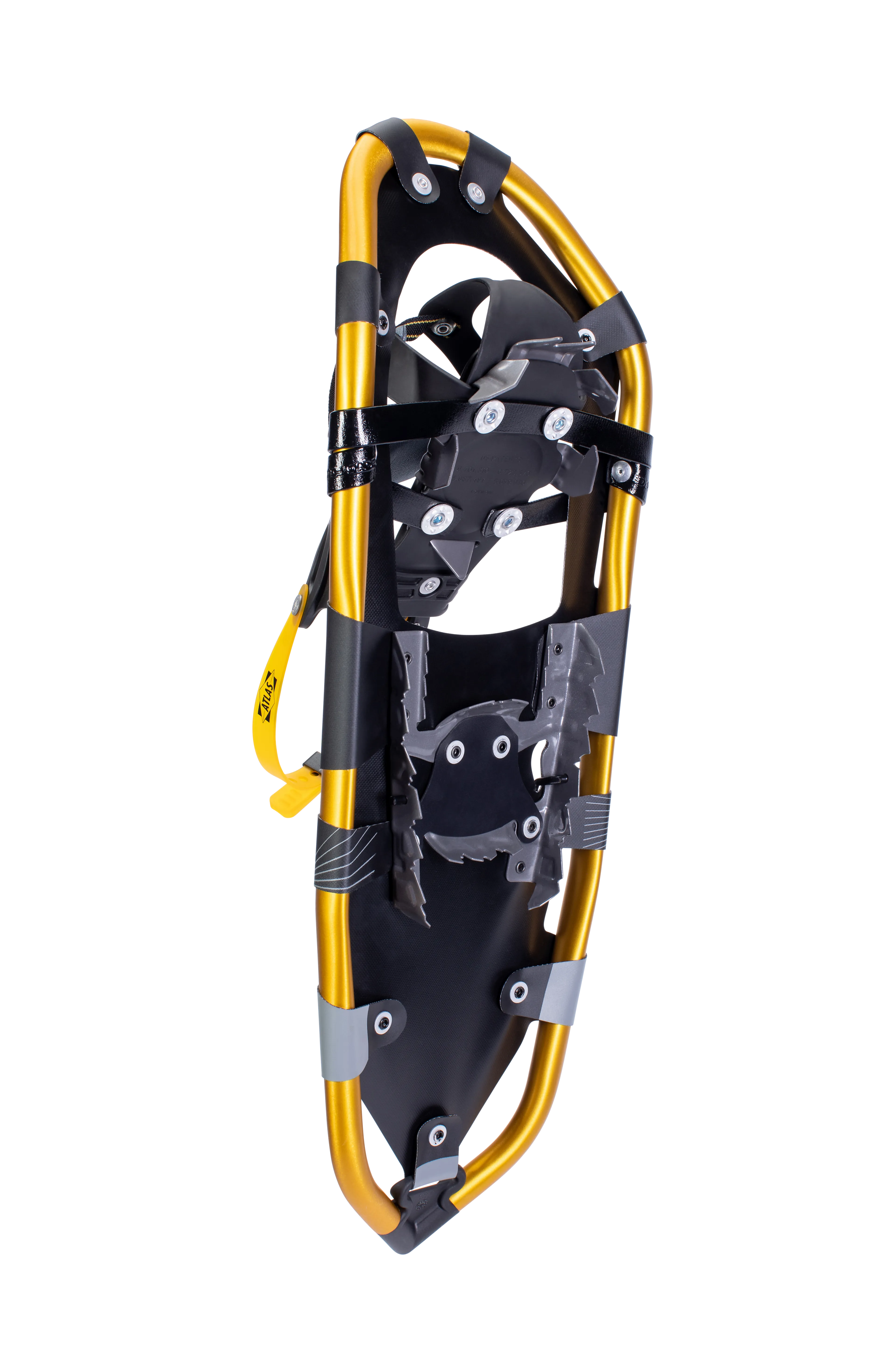 Montane